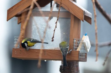 two tits are sitting in a feeder and pecking seeds. A bird feeder in the form of a house hangs on a tree. 