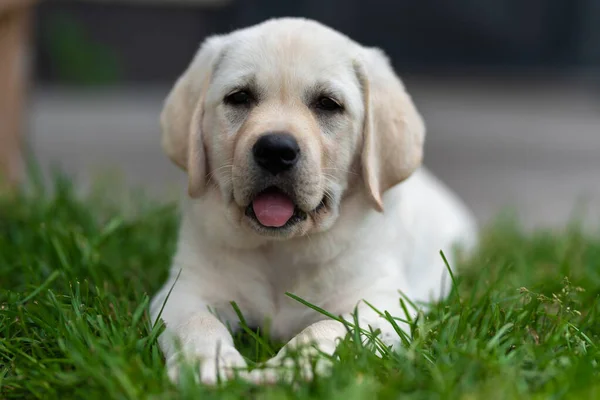 小拉布拉多猎犬的幼犬躺在草地上，打呵欠，露出舌头 — 图库照片