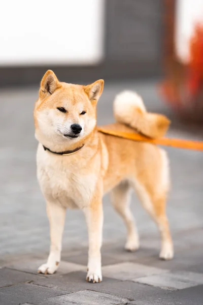 Jovem shiba-inu em uma caminhada. belo carrinho de cão — Fotografia de Stock