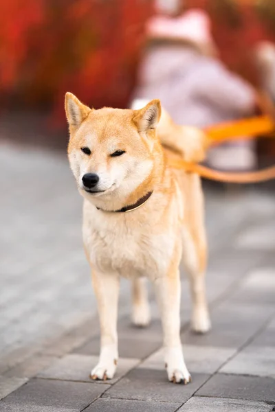 散歩中の若い柴犬. — ストック写真