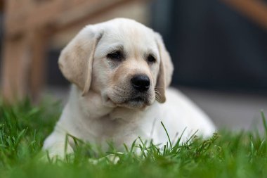Küçük labrador av köpeği yavrusu çimlerin üzerinde uzanıyor ve etrafa bakıyor. Pençeler çimenlerde saklı.