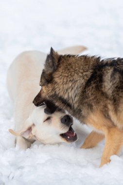  Labrador ve melez karda oynuyorlar.