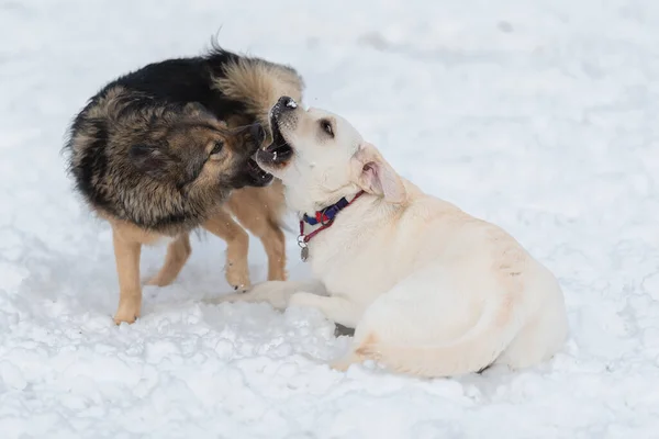 İki köpek Labrador ve kahverengi kırma karda oynaşıyor.. — Stok fotoğraf