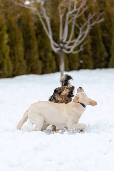Labrador und Mischling spielen im Schnee, Hunde haben offene Münder — Stockfoto