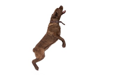 Cane Corso köpeği ağzının içine bakar ve lezzetli bir şey için yalvarır. köpek şeffaf arkaplanda izole edildi.