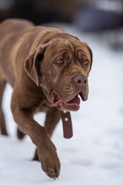 Köpek karda yürür, kafasında güzel deri kıvrımları görünür.. 