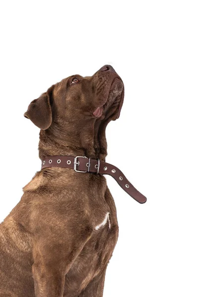 Cão isolado no fundo branco. Cão de cana Corso senta-se e olha para cima, implorando por algo saboroso com os olhos. — Fotografia de Stock