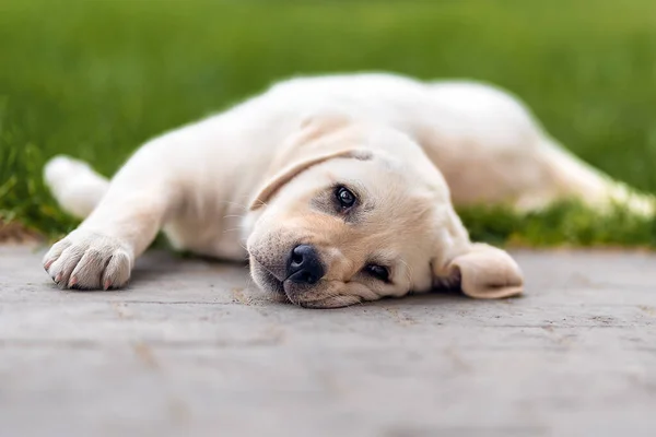 Little labrador puppy 2 months old lying on the grass and looks at the camera — Stock Photo, Image