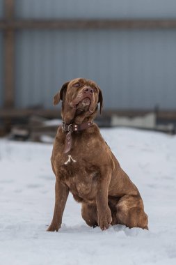 Cane Corso köpeği oturur ve bakar, gözleriyle lezzetli bir şey için yalvarır.