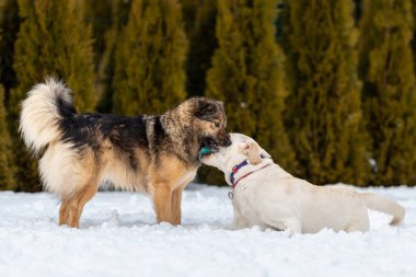 Labrador köpeği ve melezi karlı bir bahçede topla oynuyorlar.