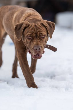 Bir Cane Corso 'nun başındaki deri kıvrımları yavaşça karda yürürken kameraya bakıyor.