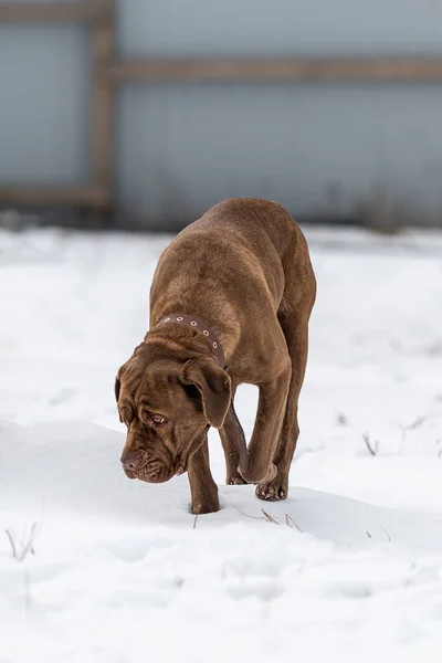 Собачья трость корсо ходит по снегу в поисках еды.. — стоковое фото