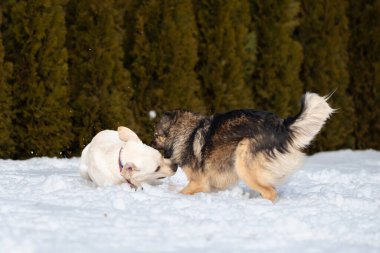  Labrador ve melez karda oynuyor, köpeklerin ağzı açık.