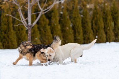  Arka bahçede karda iki köpek koşuyor. Fotoğraf donmuş hareket