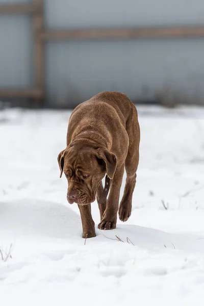 Собачья трость корсо ходит по снегу в поисках еды.. — стоковое фото