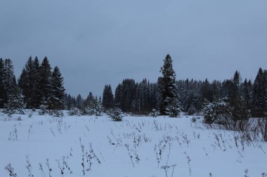 Soğuk kışta karlı orman ve tarla