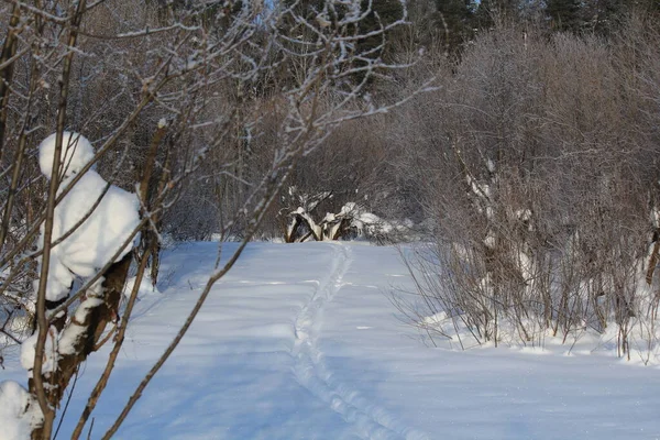 1月の午後の冬の森の道 — ストック写真