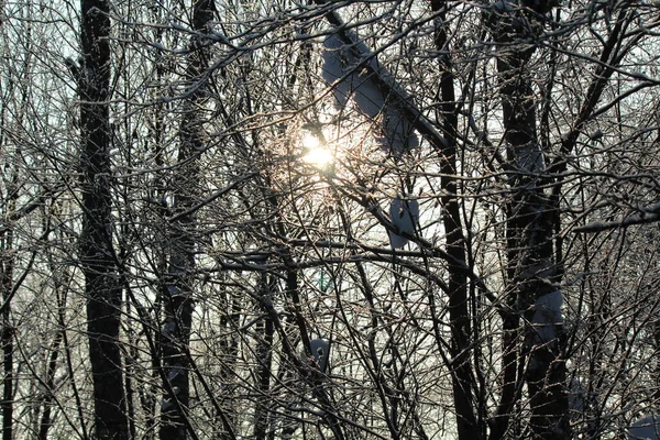 Soleil Brise Travers Les Branches Des Arbres Par Une Froide — Photo