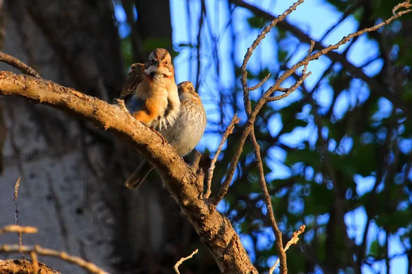 Coppia Uccelli Cileni Chincol Con Dimorfismo Sessuale Nel Ramo Dell — Foto Stock