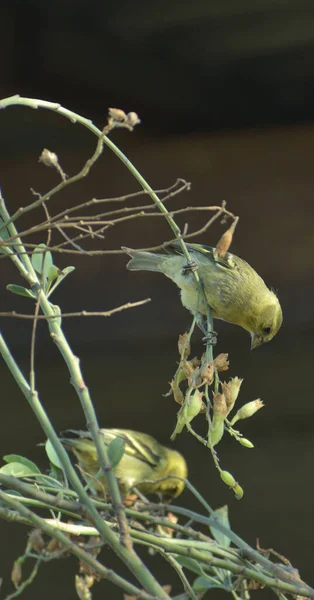 Чилийские Зеленые Птицы Голдфинчи Висят Цветущем Растении — стоковое фото