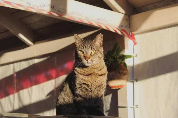 Домашняя Кошка Охраняет Свою Среду Обитания Других Домашних Животных — стоковое фото