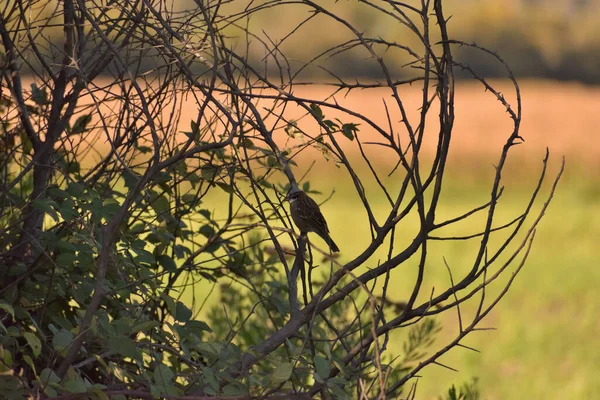 Chincol Est Oiseau Chilien Milieu Naturel Dans Paysage Automnal — Photo