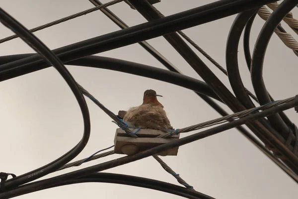 Гнездование Птиц Между Электрическими Кабелями Городской Местности — стоковое фото