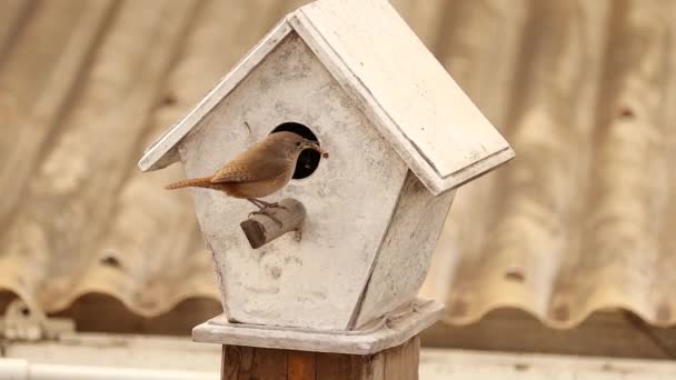Pequeno Pássaro Constrói Seu Ninho Uma Casa Pássaros Brancos — Vídeo de Stock