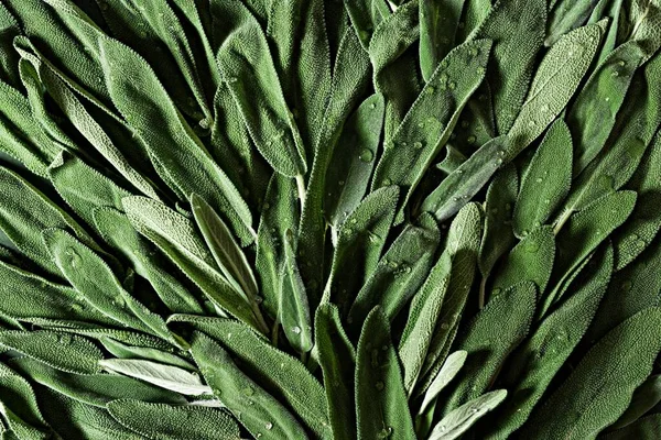 Hintergrund Sind Frische Salbeiblätter Oder Salvia Officinalis Verwendung Von Heilkräutern — Stockfoto