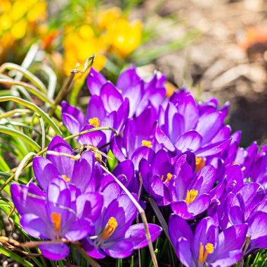 Çuha çiçekleri açıyor. Çimlerin ve toprağın arka planında mor timsahlardan oluşan bahar çiçekleri. Bitkilerin arılarla döllenmesi, yeni bir mevsimin başlangıcı, çok peri rengi..