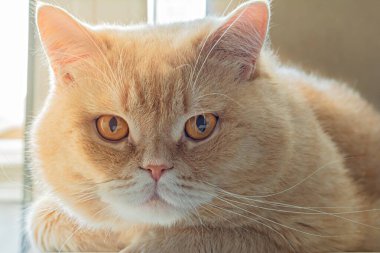 Serious fluffy red (ginger) cat, British breed.