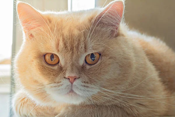 Serious fluffy red (ginger) cat, British breed.