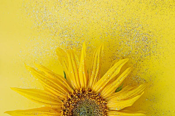 Flor Girasol Sobre Fondo Amarillo Con Destellos Enfoque Selectivo Fuera — Foto de Stock