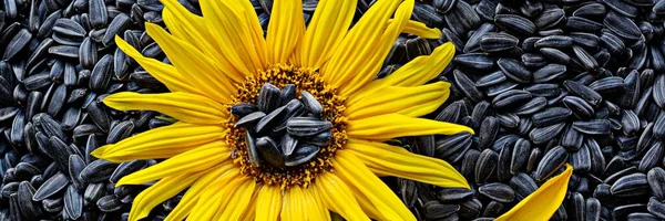 Sunflower flower on the background of ripe black seeds.Vegetable fat concept.