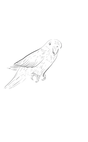 Bird Lovebird Sketch Pattern — Stock Vector
