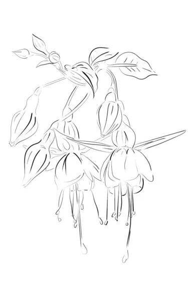 Fuchsia Flower Sketch Pattern — Stock Vector