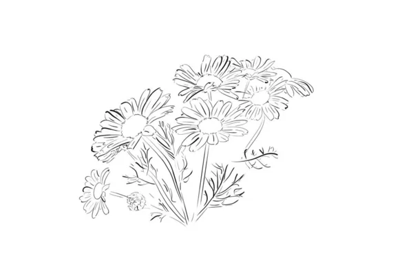 Chamomile Flower Sketch Pattern — Stock Vector