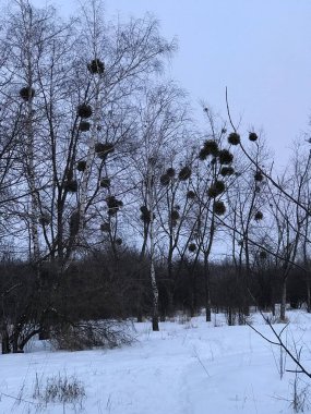 Akşam ormanı, güzel ağaçlar, kışın doğa.