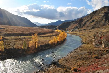Sonbaharda Chuya Nehri. Nehir kıyısındaki altın ağaçlar. Altai 'de sarı sonbahar.