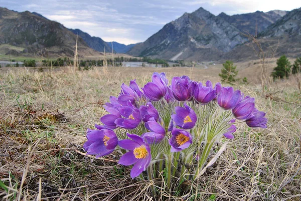 Bahar Çiçekleri Çuha Çiçeğidir Dağlarda Kar Damlaları Altai Dağlarında Çiçek — Stok fotoğraf