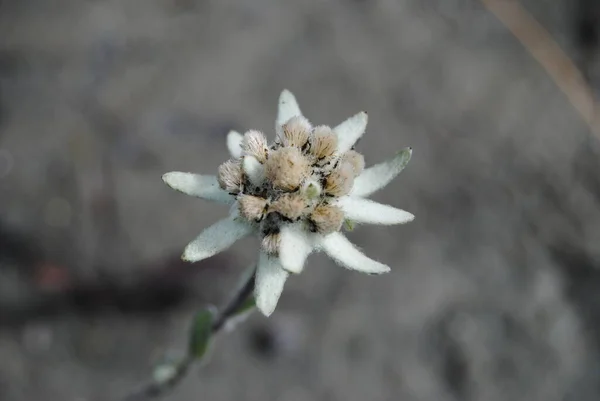 Edelweiss Dağ Çiçeği Edelweiss Kırmızı Kitap Fabrikası — Stok fotoğraf