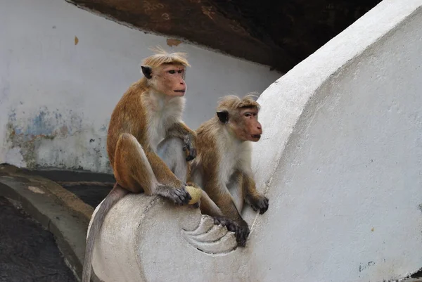 Πίθηκοι Μακάκα Μια Άγρια Μαϊμού — Φωτογραφία Αρχείου