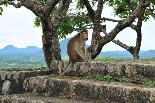 Μια Μαϊμού Ένας Μακάκος Μια Άγρια Μαϊμού — Φωτογραφία Αρχείου