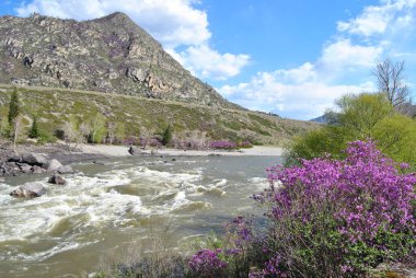 Maralnik 'in çiçek açması. Rododendron Ledebura. Bahar. Altai kiraz çiçekleri. Çiçekler..