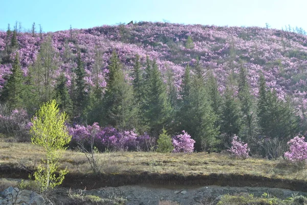 Die Blütezeit Des Maralnik Rhododendron Ledebura Frühling Altai Kirschblüten Blumen — Stockfoto