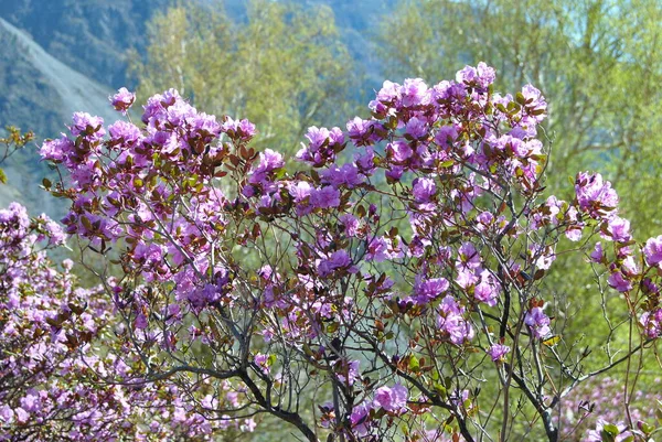 Flowering Maralnik Rhododendron Ledebura Spring Altai Cherry Blossoms Flowers — Stock Photo, Image