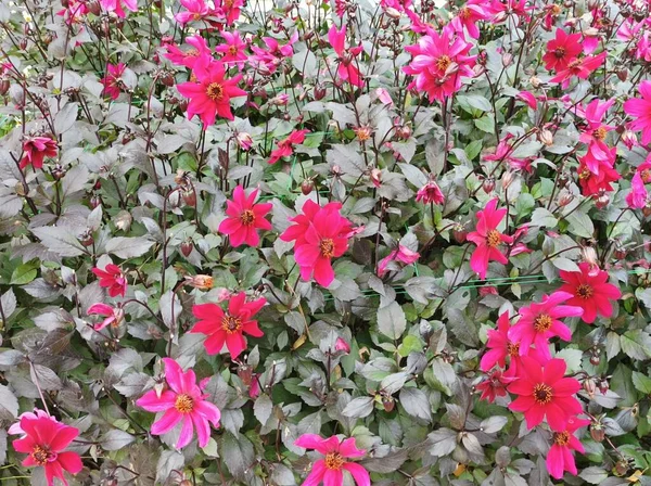 Färgglada Blommor Och Blad — Stockfoto