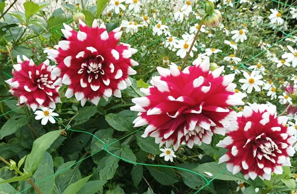 Bunte Blumen Und Laub — Stockfoto
