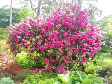 Renkli ağaçlar ve bitkiler