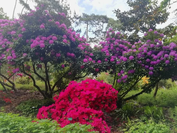 Färgglada Blommande Träd Och Växter — Stockfoto